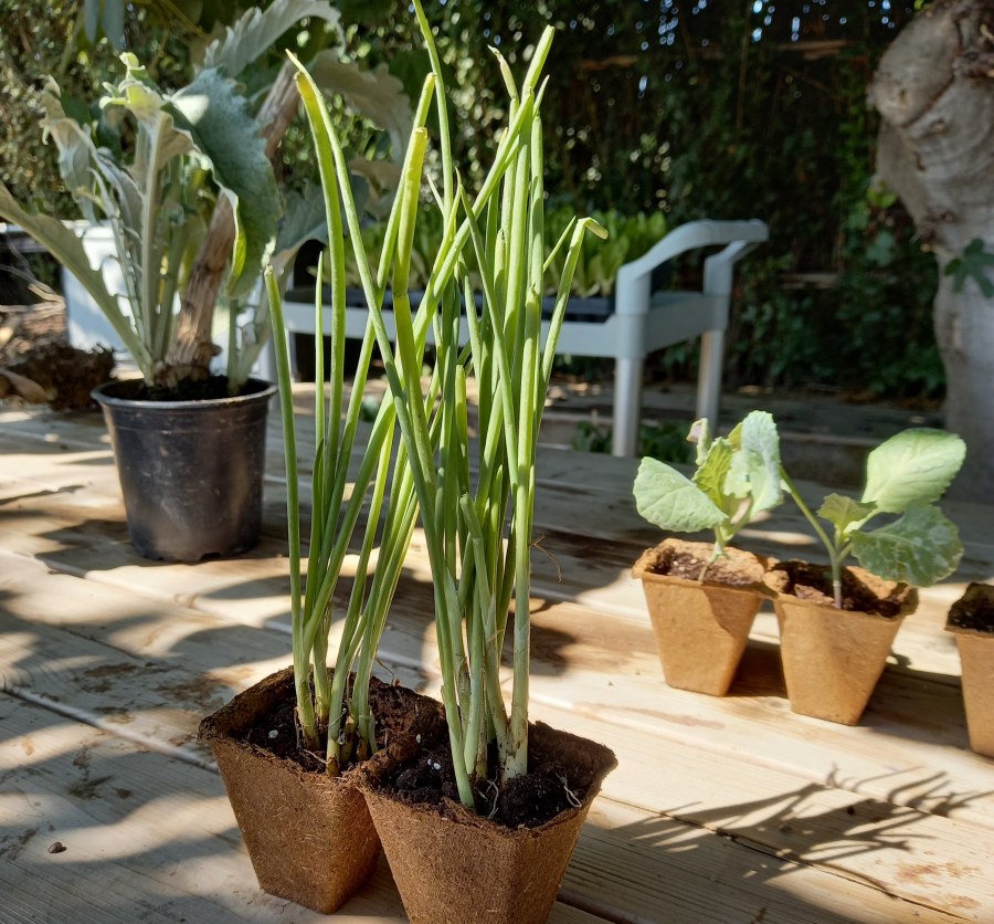 Qué plantar en septiembre'