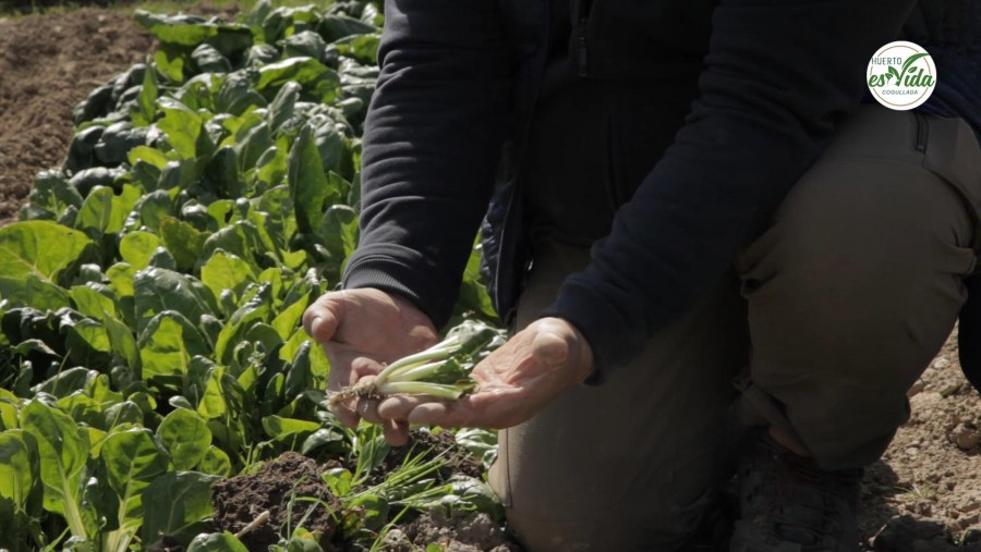 Hoy plantamos acelgas a raiz desnuda'