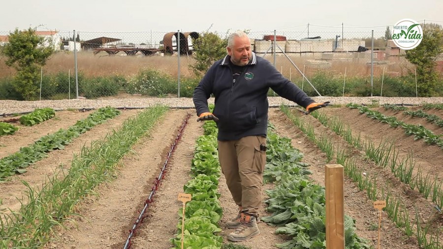 Asociación de cultivos'