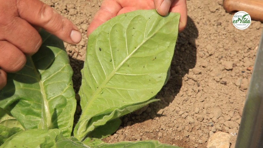 El tabaco mata, por eso lo usamos'