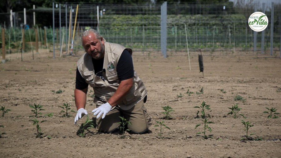 Cómo conseguir más producción de pimientos'