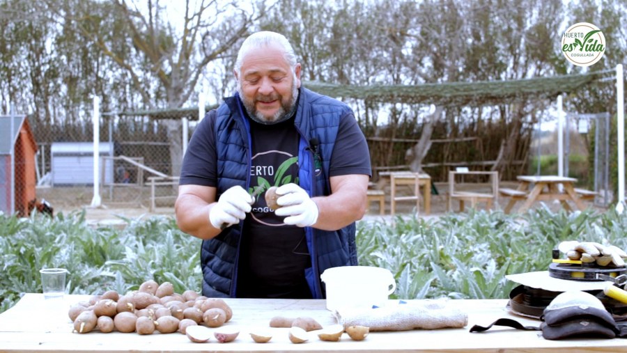 Clases de patatas y corte para plantar'