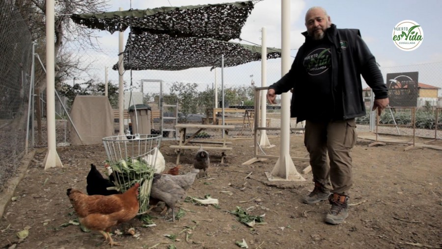 Cómo tener el mejor gallinero Parte 2'