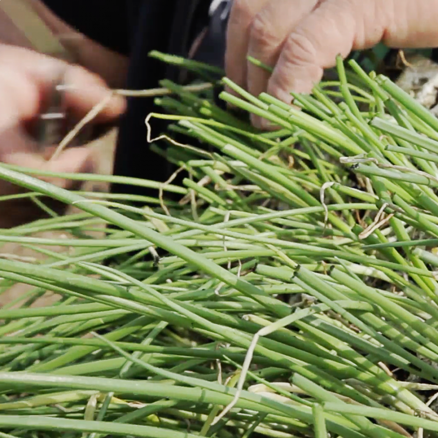 Plantamos cebolleta de Fuentes'