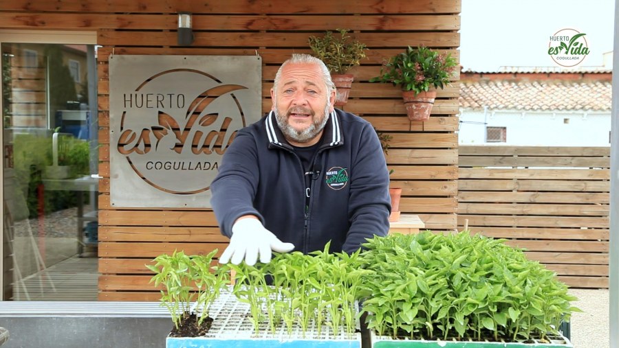 Plantamos pimientos de Isla'