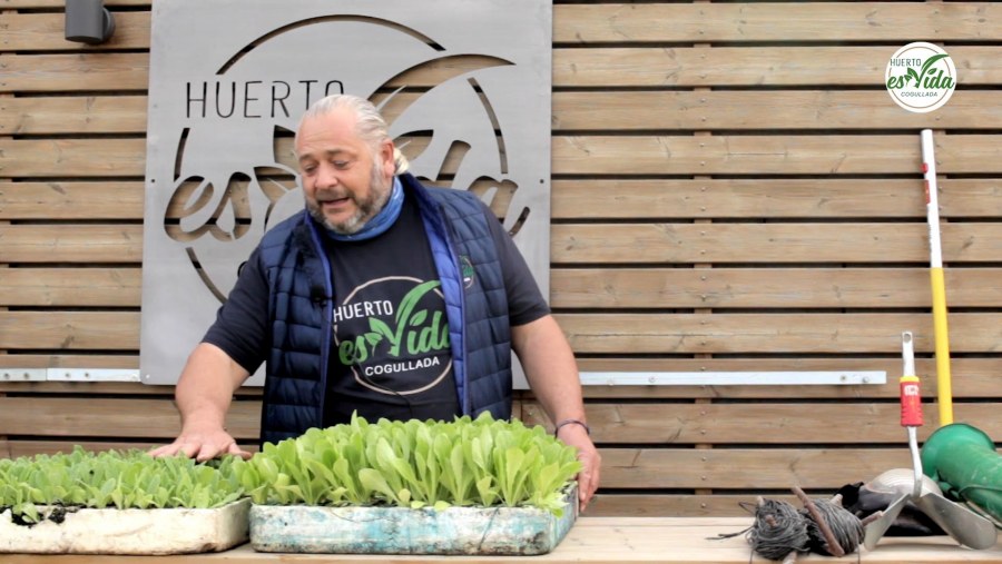 Cómo plantar lechugas paso a paso'
