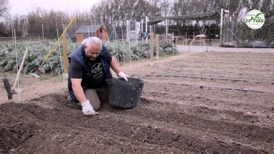 Hoy plantamos las patatas'