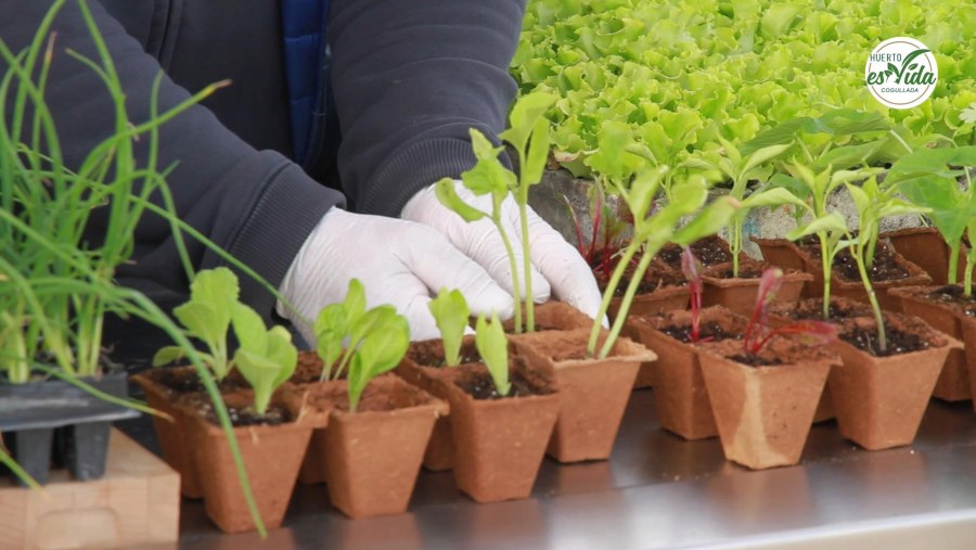 ¿Qué plantar en abril en el huerto?'