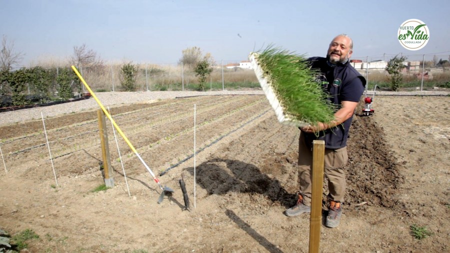 Cómo preparar la tierra para plantar cebollas'
