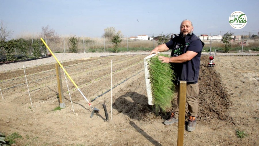Preparar la tierra para plantar cebollas'