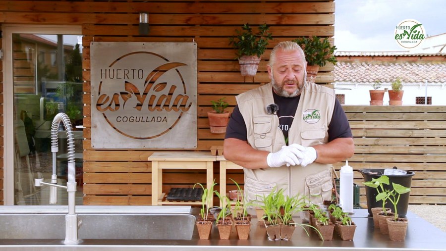 Qué plantar en junio en el huerto'