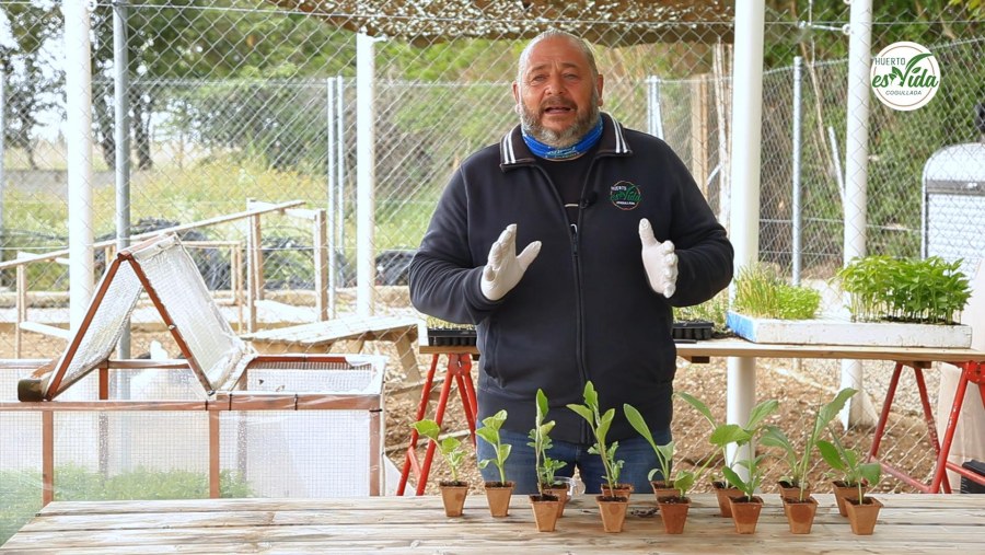 ¿Qué plantar en mayo en el huerto?'