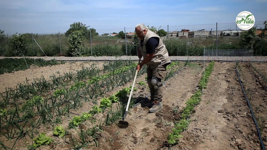 Quitamos las malas hierbas y damos vicio a nuestras plantas'