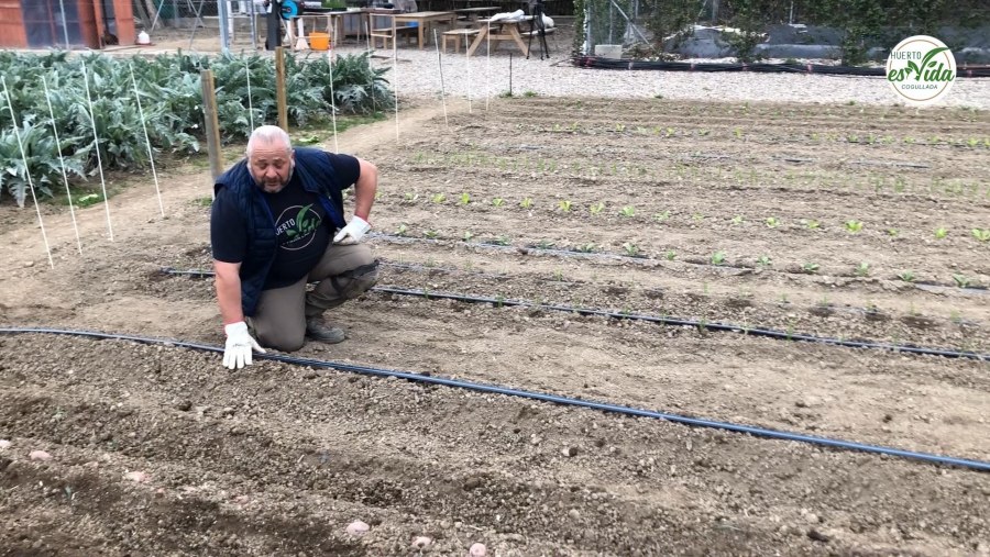 Hoy regamos las patatas'