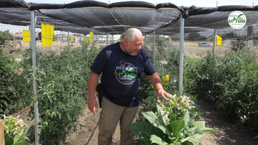 Trampas cromáticas para insectos'